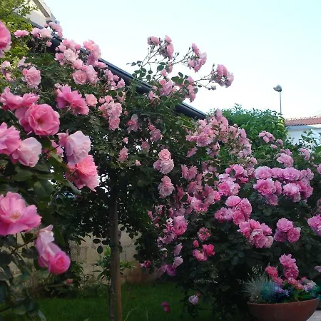 Vrancic