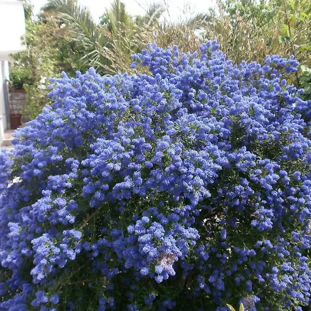 Guest house Vrancic Rovinj