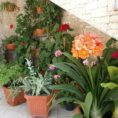 Vrancic 4* רוביני