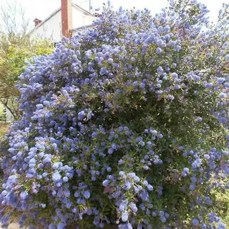 Vrancic 4* רוביני