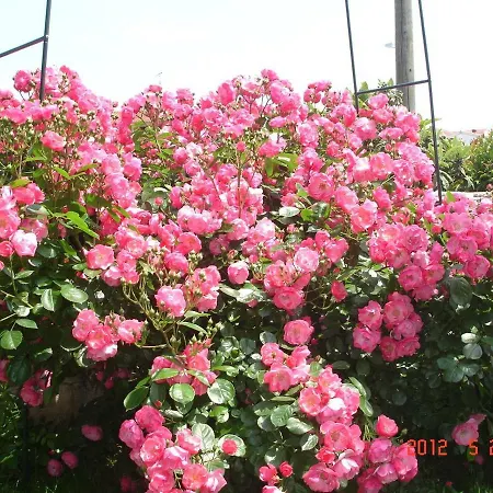 Vrancic 4* רוביני