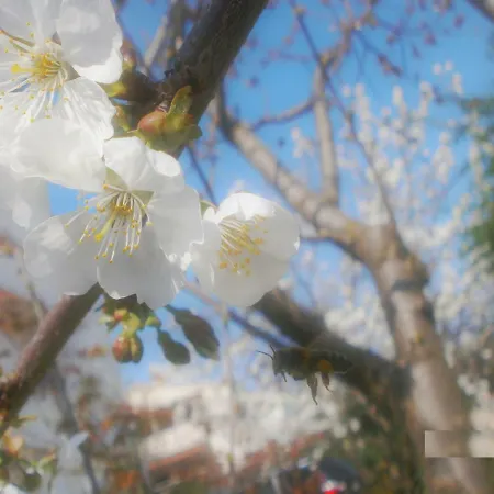 Vrancic בית הארחה 4*